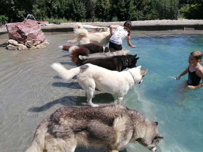 Am Husky-Pool